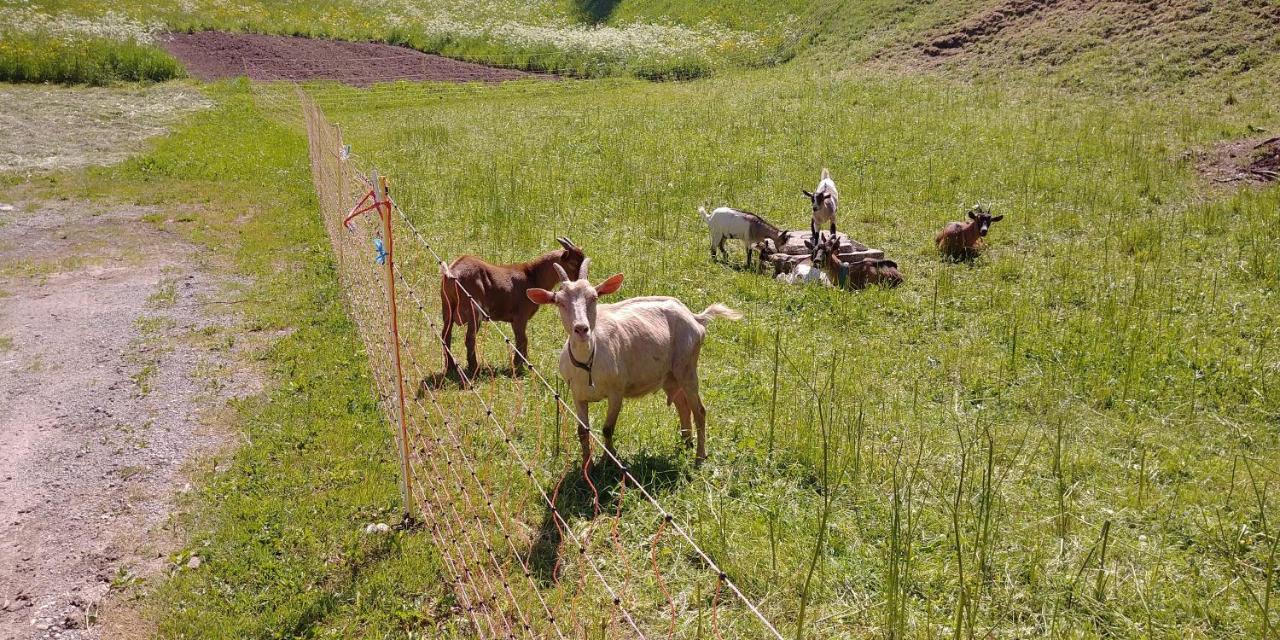 Tourist Farm Pr' Maretc Apartman Bohinjska Bistrica Kültér fotó