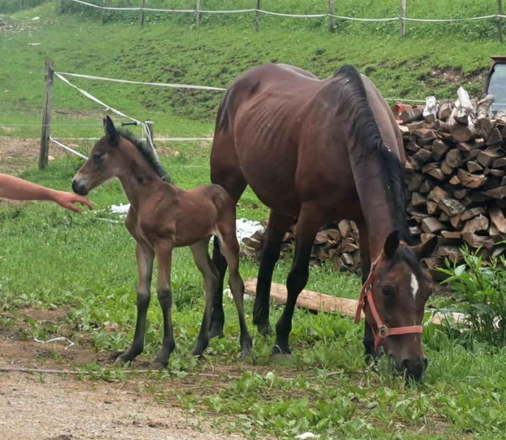 Tourist Farm Pr' Maretc Apartman Bohinjska Bistrica Kültér fotó